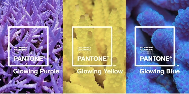 Pantone Unveils Three New Color Tones Based on How Coral React to Climate Change